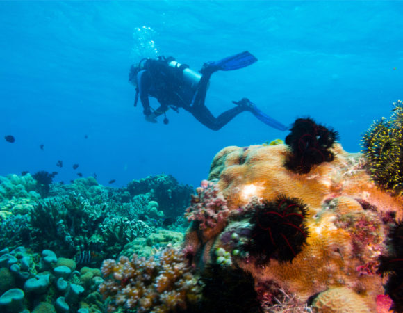 Scuba Diving & Snorkeling