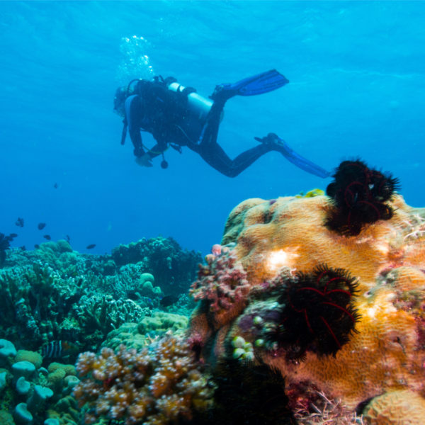 Scuba Diving & Snorkeling